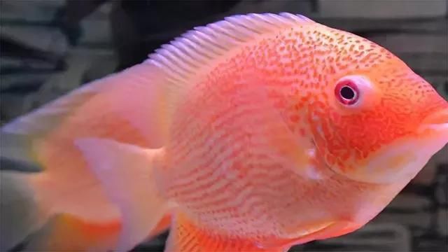 金菠蘿魚好養(yǎng)嗎