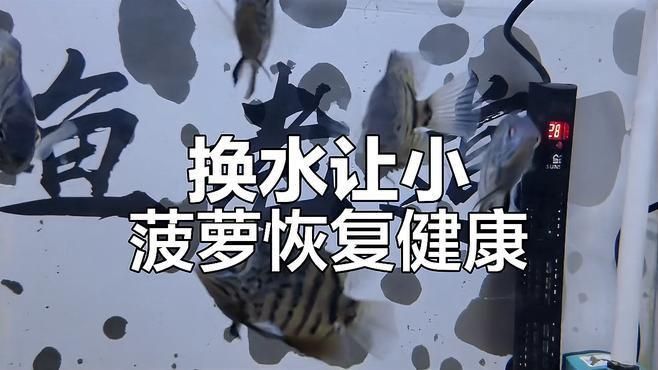 金菠蘿魚好養(yǎng)嗎