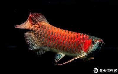 龍魚很容易死嗎（龍魚的壽命一般在多久）