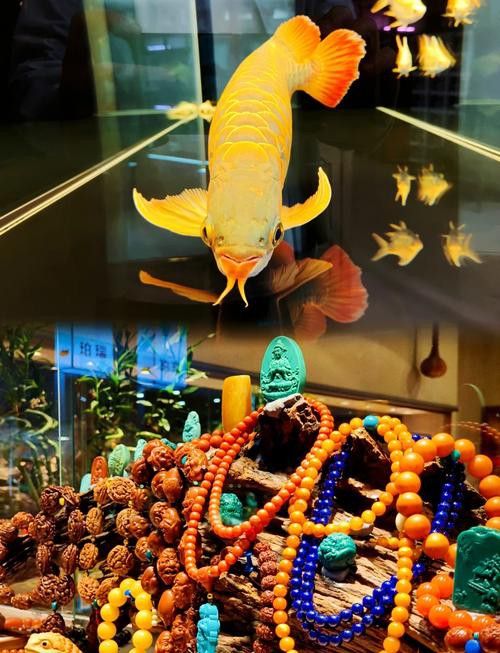 北京買龍魚的地方