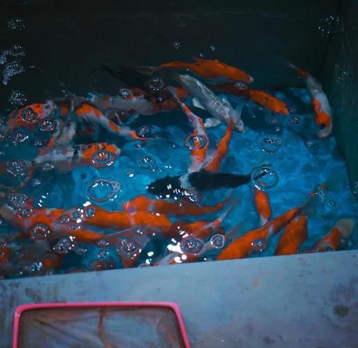 北京買龍魚的地方