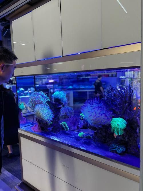 北京買龍魚的地方