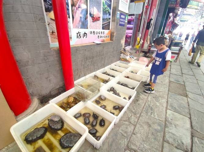 北京買龍魚的地方