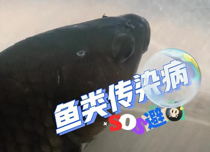 金龍魚背上白色絲狀物