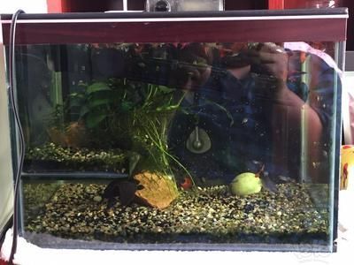 龍魚魚缸怎么清理：如何清洗龍魚魚缸