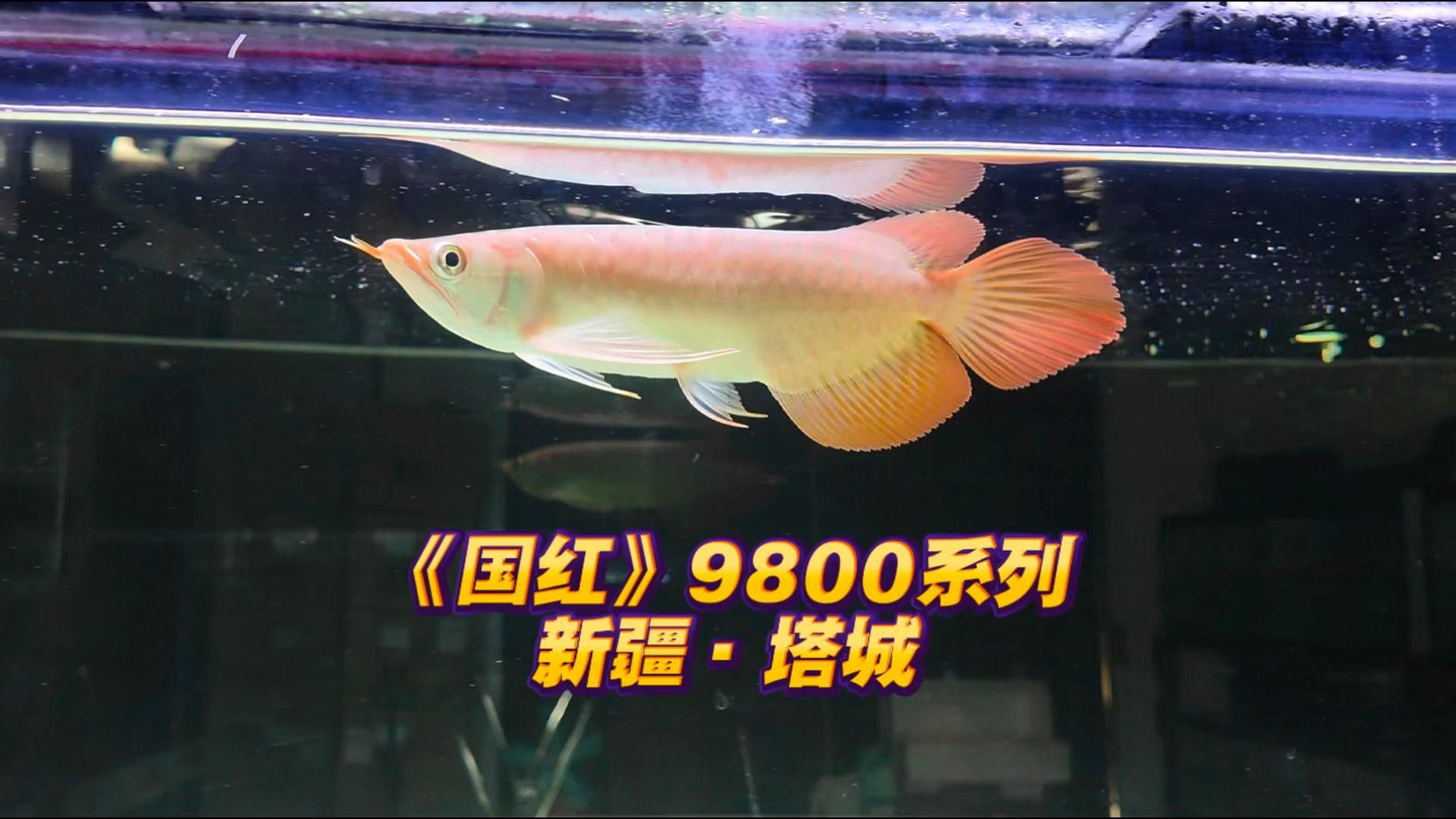 紅龍魚和過背金龍魚哪個(gè)更適合新手