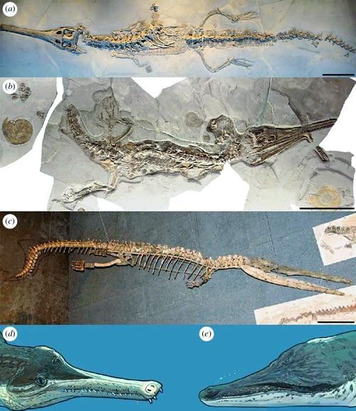 給我一些高清的鱷魚恐龍圖片 龍魚百科 第37張 給我一些高清的鱷魚恐龍圖片 給我一些高清的鱷魚恐龍圖片 龍魚百科 第37張
