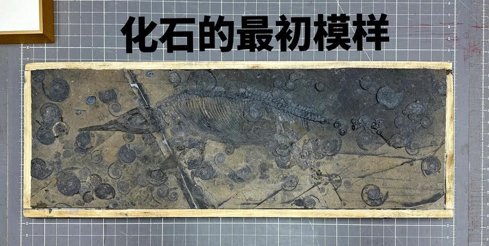 給我一些高清的鱷魚恐龍圖片 龍魚百科 第42張 給我一些高清的鱷魚恐龍圖片 給我一些高清的鱷魚恐龍圖片 龍魚百科 第42張
