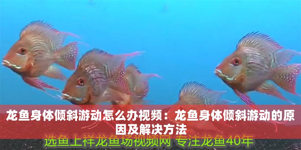 龍魚身體傾斜游動怎么辦視頻：龍魚身體傾斜游動的原因及解決方法