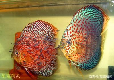 紅龍魚市場價：紅龍魚的價格是多少