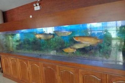 金龍魚拍賣現場：金龍魚拍賣現場主要涉及到司法網絡拍賣和線上拍賣