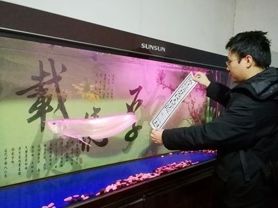 金龍魚拍賣現場：金龍魚拍賣現場主要涉及到司法網絡拍賣和線上拍賣