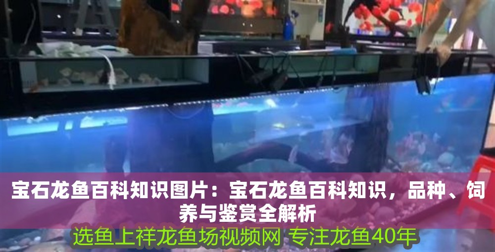寶石龍魚百科知識(shí)圖片：寶石龍魚百科知識(shí)，品種、飼養(yǎng)與鑒賞全解析