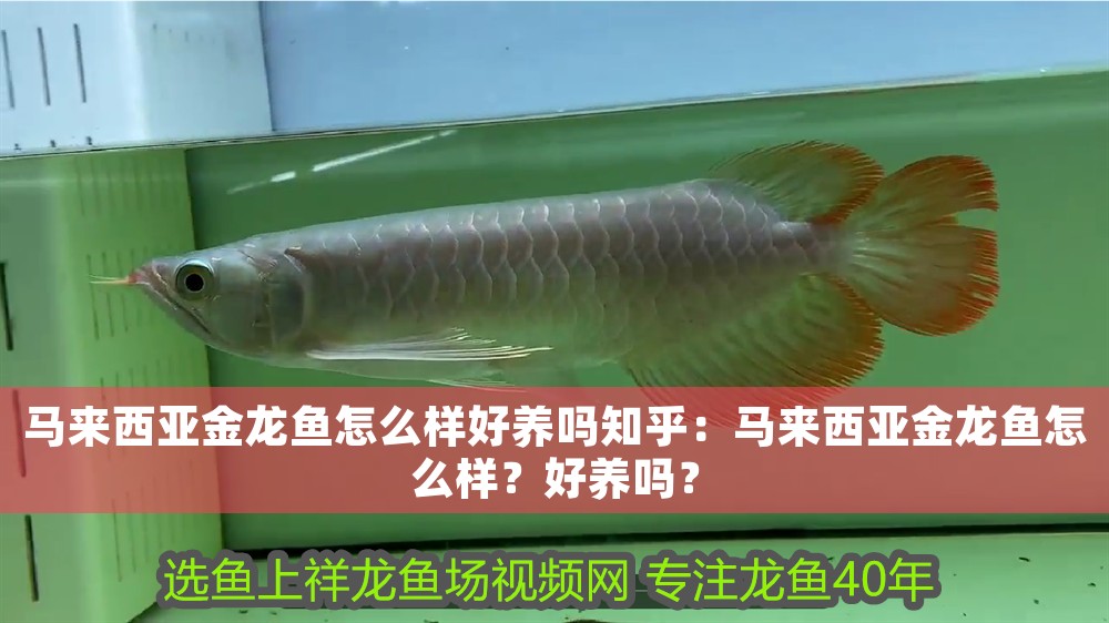馬來西亞金龍魚怎么樣好養嗎知乎：馬來西亞金龍魚怎么樣？好養嗎？