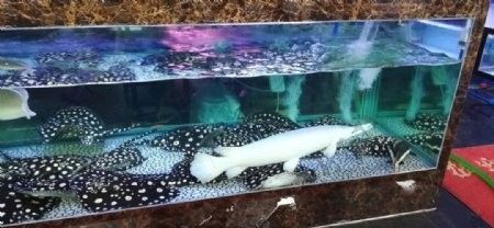 銀龍魚照片