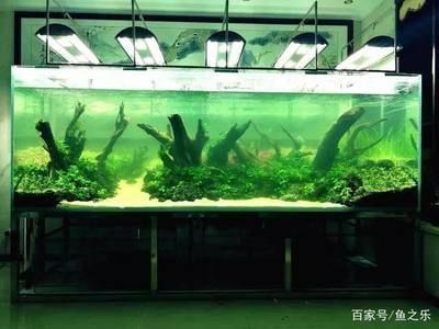 龍魚翻缸怎么救治：龍魚翻缸怎么救治龍魚翻缸怎么救治龍魚翻缸的方法