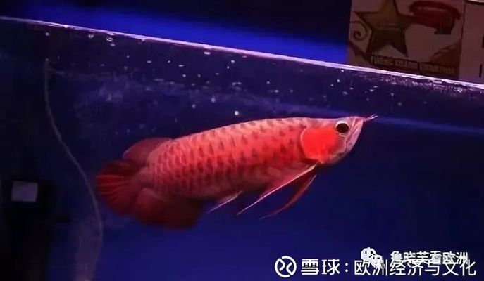 龍魚是什么？：龍魚是一種古老原始的魚類，養殖龍魚時要注意以下幾點