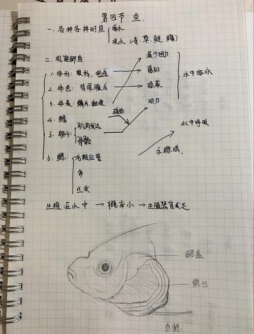 銀龍魚嘴巴一張一合