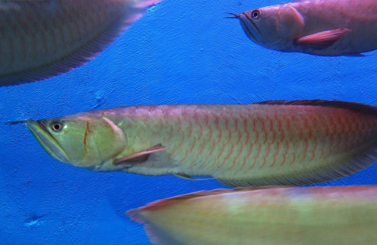 銀龍魚嘴巴一張一合