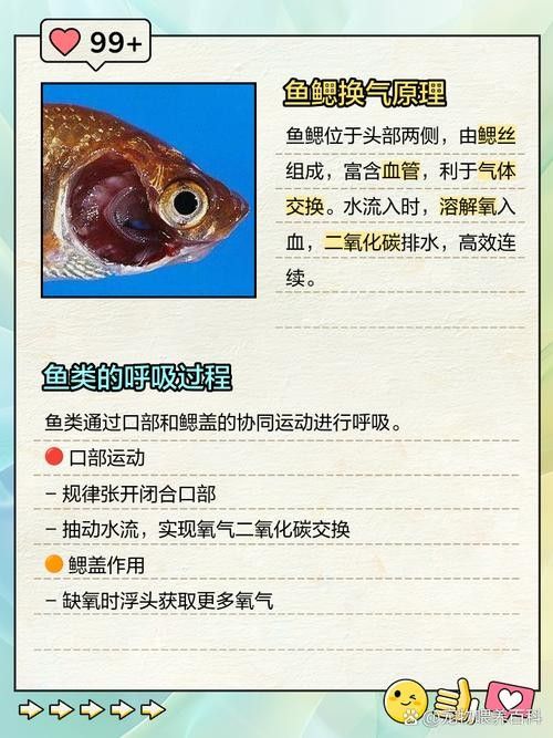 銀龍魚嘴巴一張一合