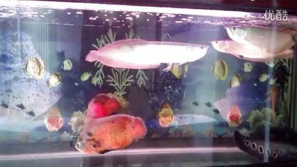 地圖魚和銀龍魚能一起養嗎（地圖魚和銀龍魚可以一起混養嗎）