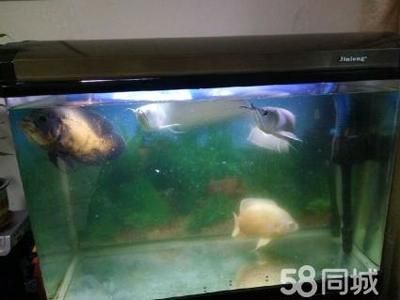 地圖魚和銀龍魚能一起養嗎（地圖魚和銀龍魚可以一起混養嗎）