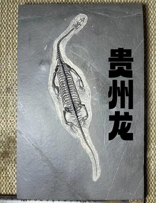 巢湖龍魚化石圖片高清大全