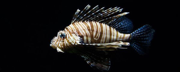 怎么樣養(yǎng)銀龍魚：為了讓龍魚狀態(tài)變好，可以從以下幾個方面進行調(diào)理和照顧和照顧