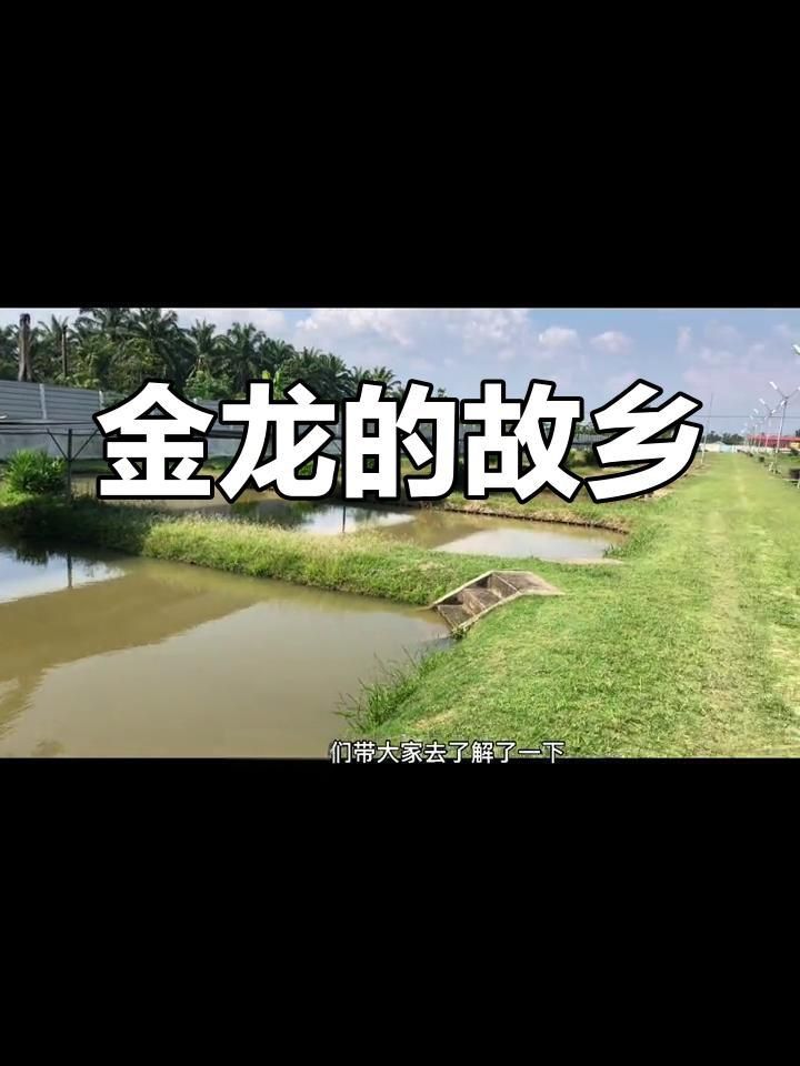 龍魚疾病種類