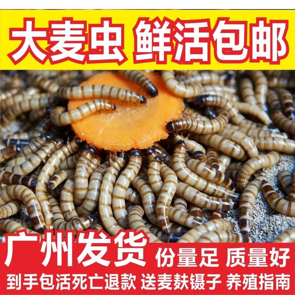 龍魚偏好面包蟲而不吃蝦的應對方法（分析龍魚偏好面包蟲不吃蝦的原因）
