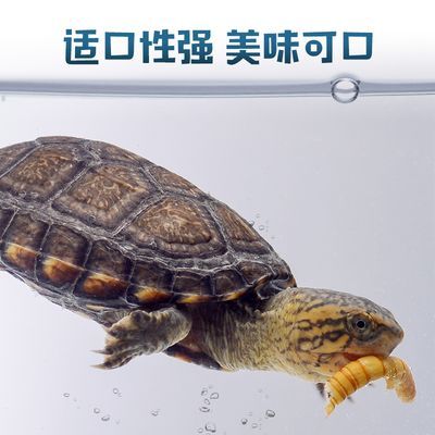 龍魚偏好面包蟲而不吃蝦的應對方法（分析龍魚偏好面包蟲不吃蝦的原因）