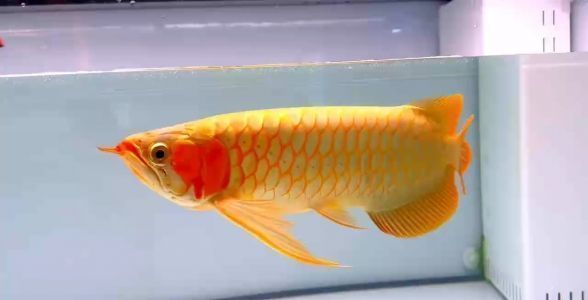 如何挑選比賽級龍魚，如何挑選適合參加比賽的龍魚，賽級龍魚選購技巧分享