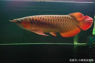 養(yǎng)紅龍魚(yú)缸放鹽嗎，養(yǎng)紅龍魚(yú)缸放鹽有哪些注意事項(xiàng)？：養(yǎng)紅龍魚(yú)時(shí)，不需要在魚(yú)缸中持續(xù)放鹽，有以下幾點(diǎn)需要注意