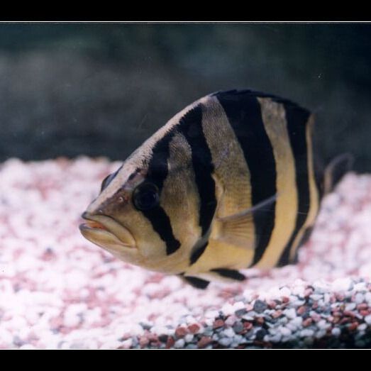 金老虎三間魚