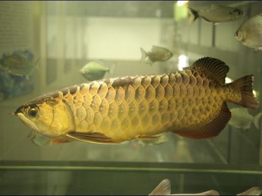 過背金龍魚怎么養殖：過背金龍魚的養殖注意事項