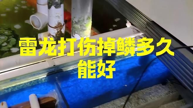 如何判斷雷龍魚是否完全恢復？