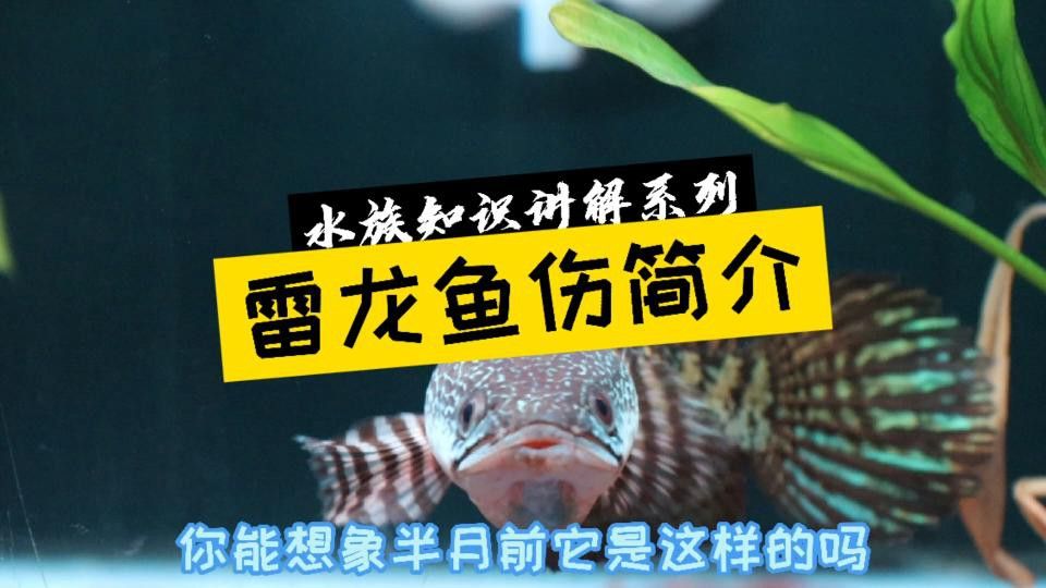 如何判斷雷龍魚是否完全恢復？