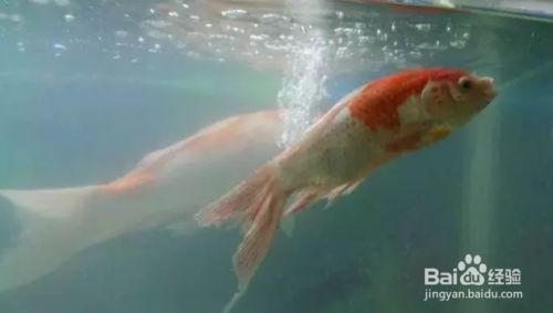 魚缸水發白霧蒙蒙的解決辦法視頻，如何自制魚缸過濾器魚缸增氧設備的選擇