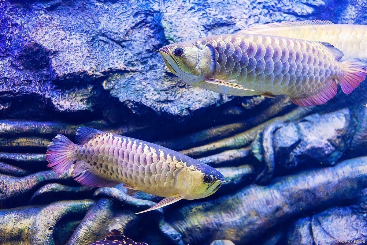 龍魚浮頭呆滯最簡單三個原因