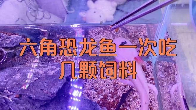 恐龍魚喂食量如何控制 恐龍魚喂食量如何控制 龍魚百科 第1張