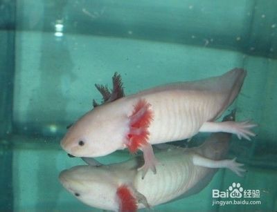 六角龍魚算魚嗎怎么養（六角龍魚的品種有哪些如何養六角龍魚的要點）