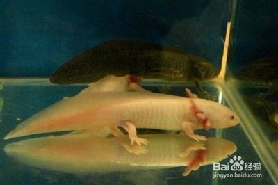 六角龍魚算魚嗎怎么養（六角龍魚的品種有哪些如何養六角龍魚的要點）