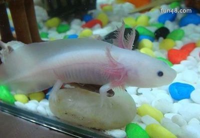 六角龍魚算魚嗎怎么養（六角龍魚的品種有哪些如何養六角龍魚的要點）