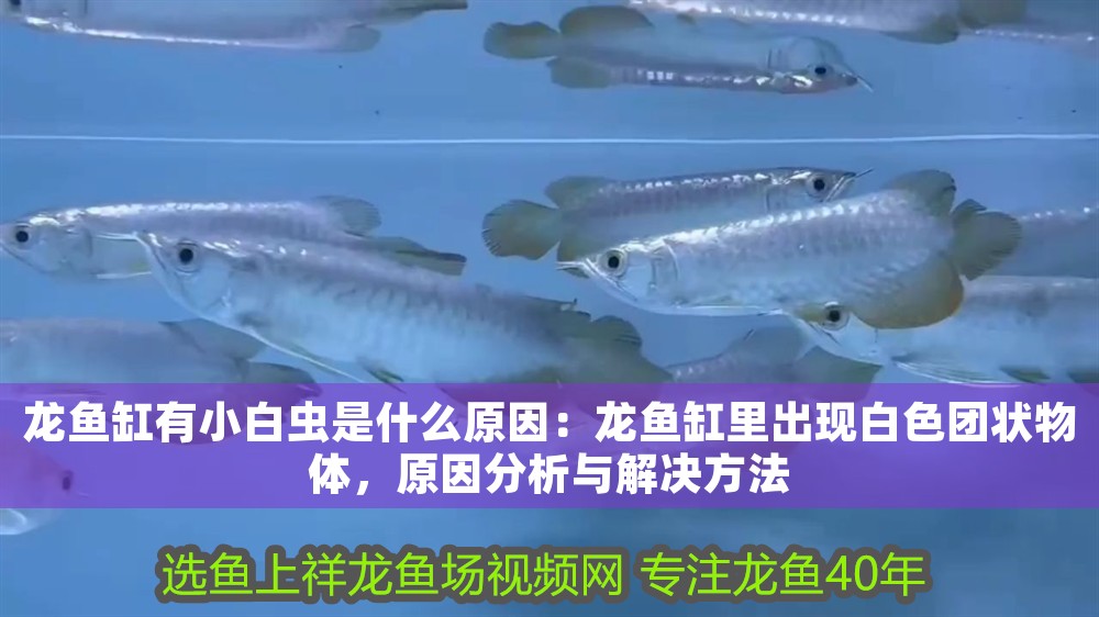 龍魚缸有小白蟲是什么原因：龍魚缸里出現(xiàn)白色團(tuán)狀物體，原因分析與解決方法