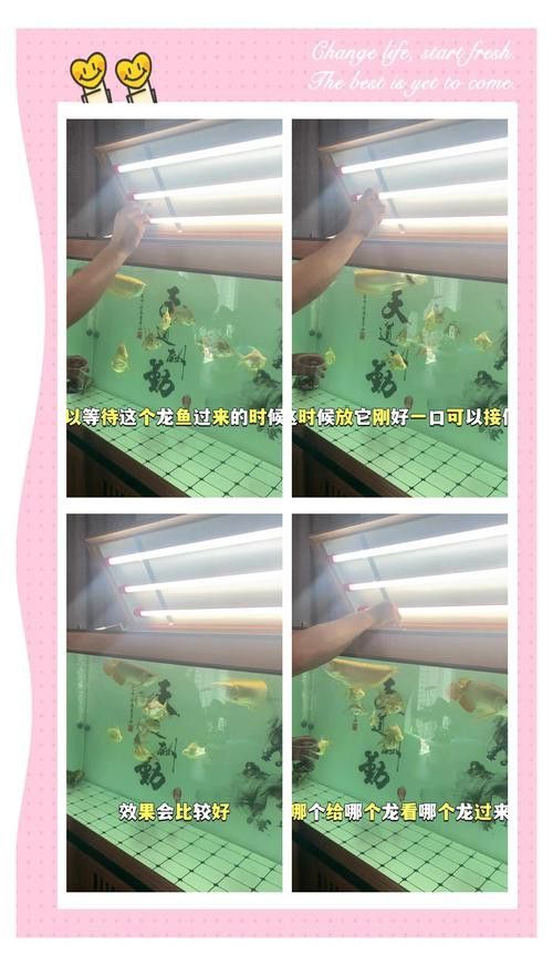 金龍魚夏天喂什么食物最好？ 金龍魚夏天喂什么食物最好？ 龍魚百科 第6張