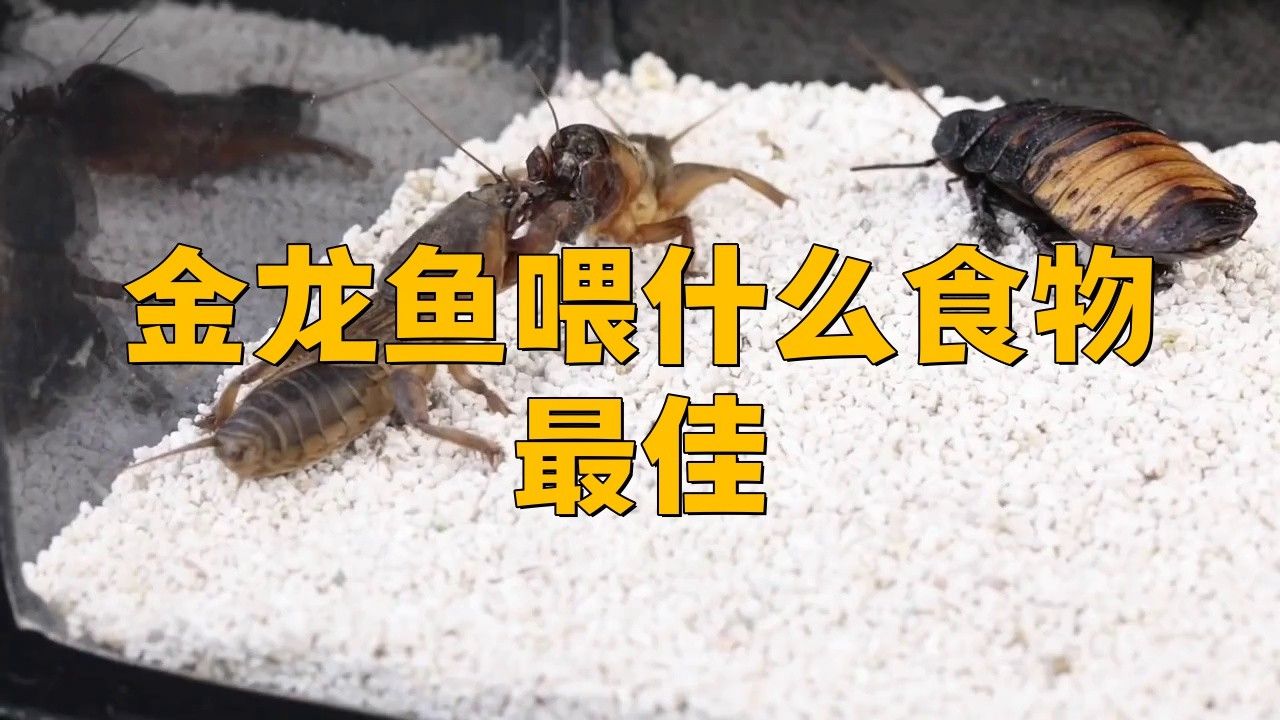 金龍魚夏天喂什么食物最好？ 金龍魚夏天喂什么食物最好？ 龍魚百科 第7張