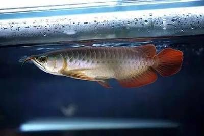 龍魚(yú)怎么消化食物呢：關(guān)于龍魚(yú)消化系統(tǒng)的一些詳細(xì)信息