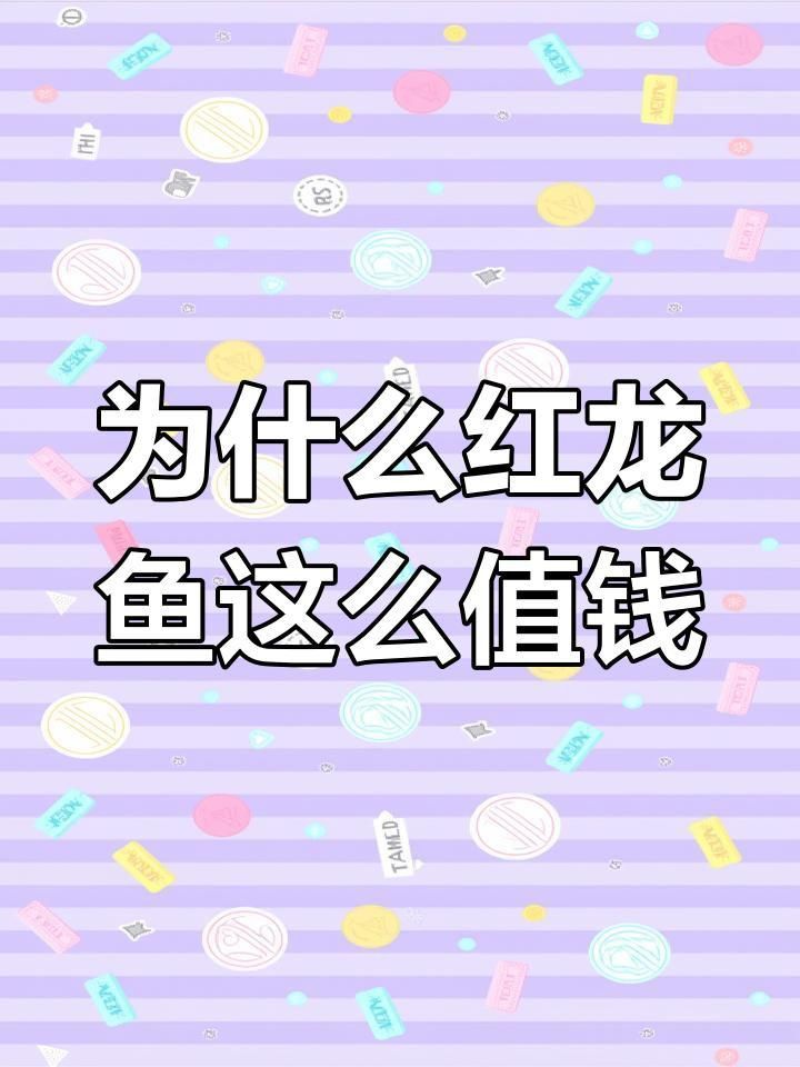 紅龍魚哪個品種最貴？ 紅龍魚哪個品種最貴？ 龍魚百科 第4張