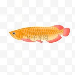 有沒有適合手機的龍魚高清壁紙？
