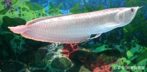 銀龍魚一只掉眼一只不掉（銀龍魚一只掉眼一只不掉的原因）